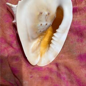 Large Seashell Decor 9x8x8”